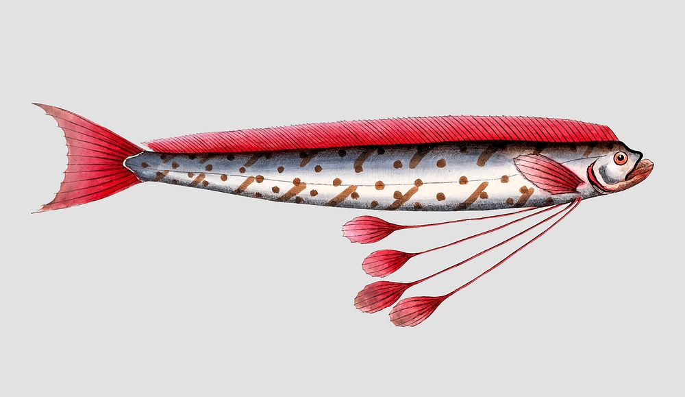 Vintage Hawken's-Fish vector
