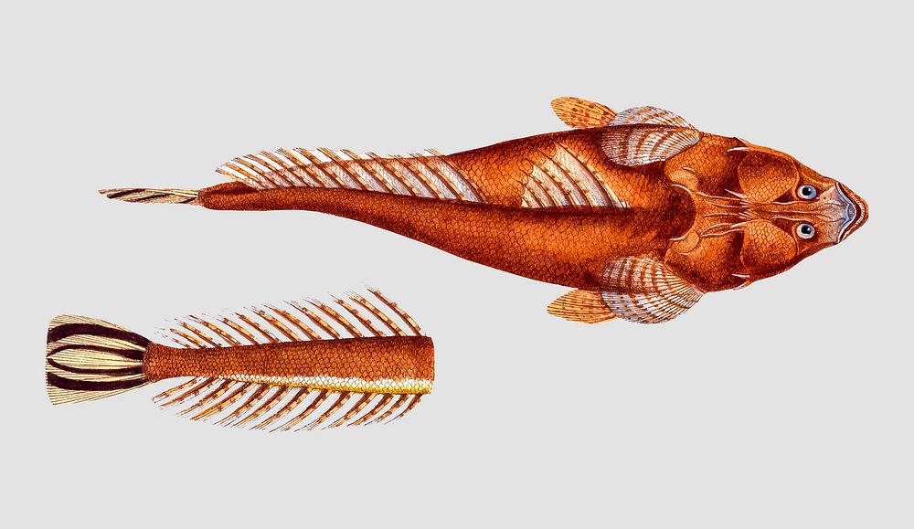 Vintage Shovel fish vector