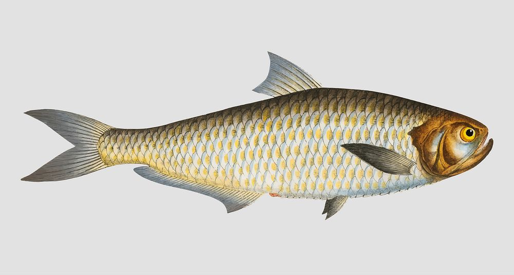 Vintage Herring of Malabar fish vector