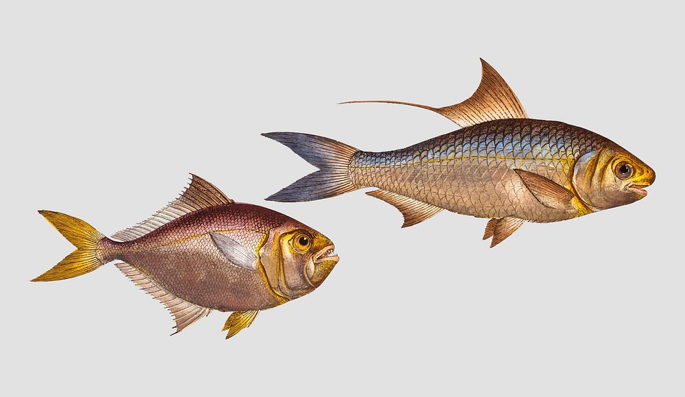 Vintage Nose-Herring and Little Mackrel fish vector