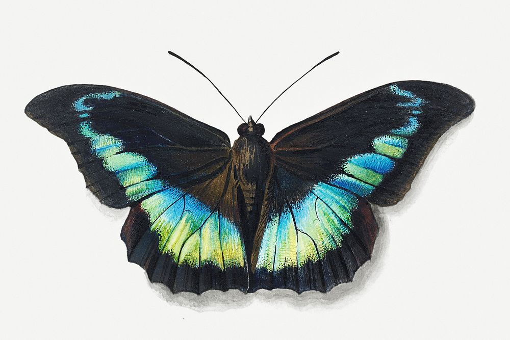 Vintage black and blue butterfly illustration
