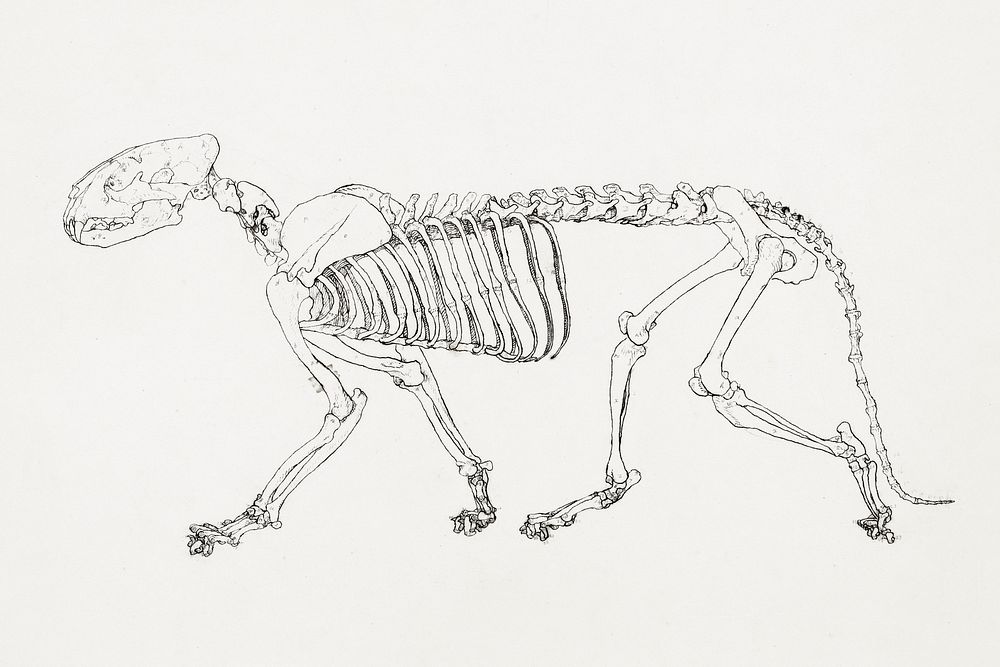 Tiger Skeleton, Lateral View (Study for the key figure to Table IV), (1795&ndash;1806) drawing in high resolution by George…