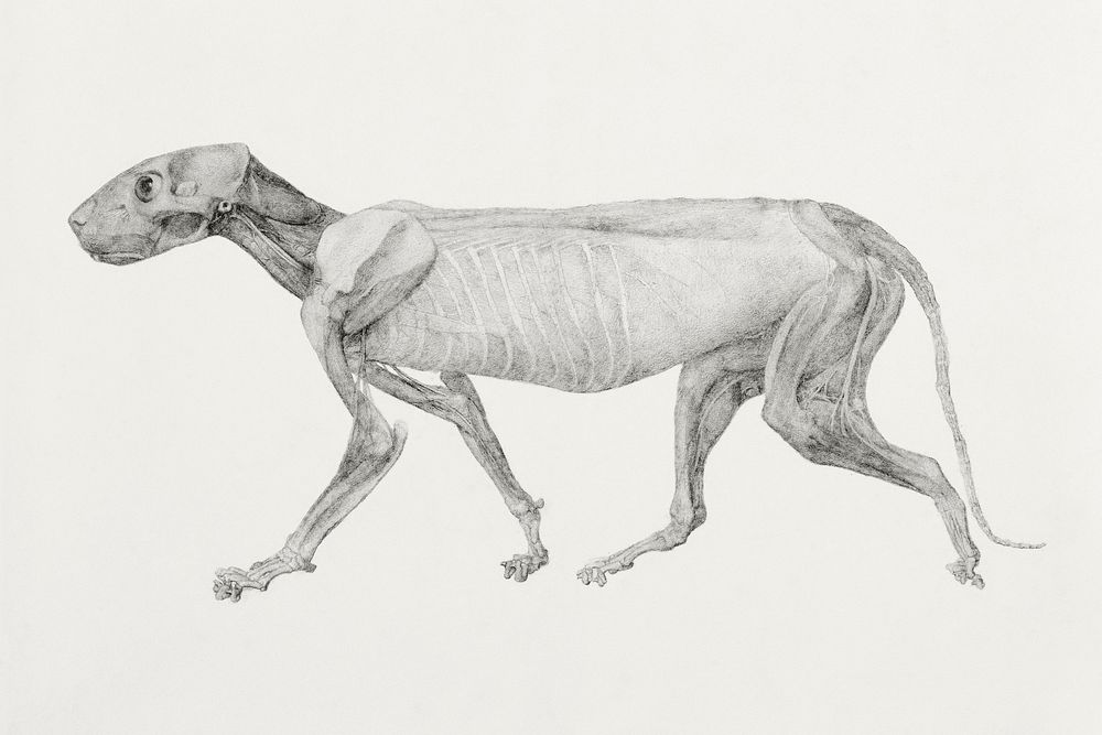 Tiger Body, Lateral View (Finished Drawing for Unpublished Table; Shows the Third Stage in Dissection), (1795&ndash;1806)…