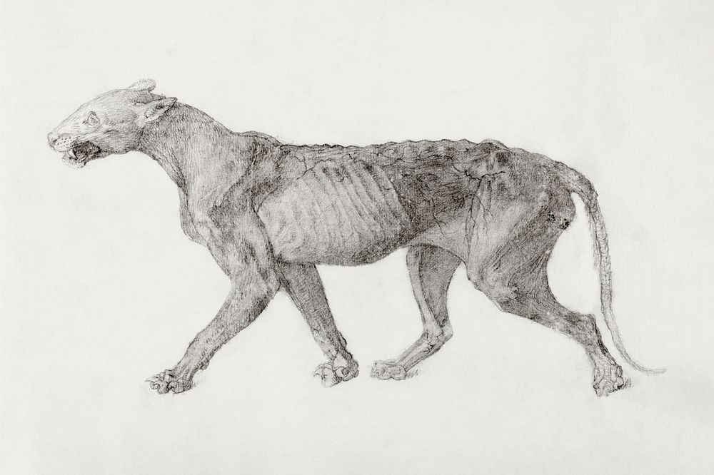 Tiger Body, Lateral View (First of nine drawings of another specimen of tiger), (1795&ndash;1806) drawing in high resolution…