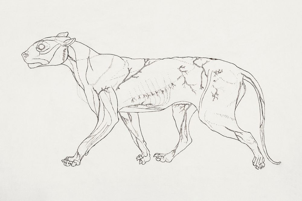 Tiger Body, Lateral View (Outline study of the surface muscles and their blood supply, probably made for a key figure)…