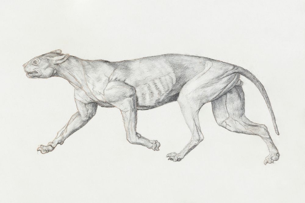 Leopard Body, Lateral View (1795&ndash;1806) drawing in high resolution by George Stubbs. Original from The Yale University…
