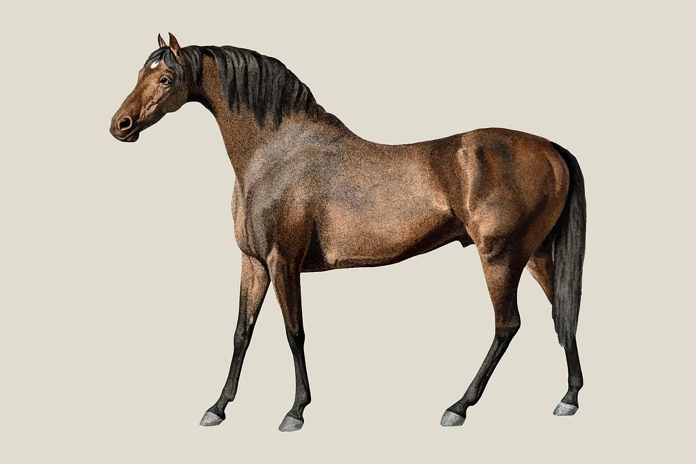 Horse vector vintage illustration, remixed from artworks by George Stubbs