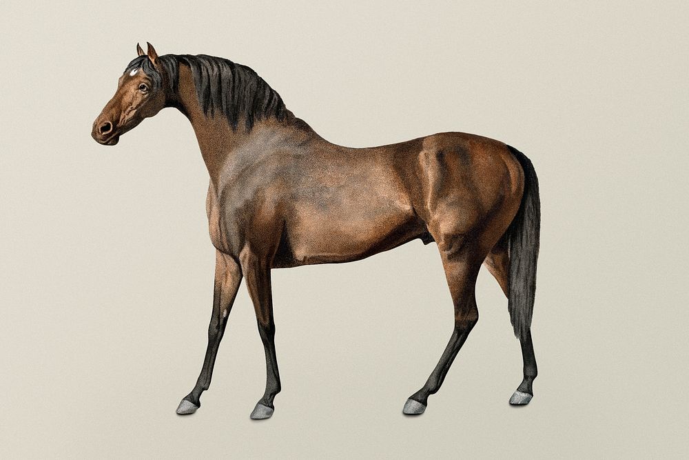 Vintage horse illustration, remixed from artworks by George Stubbs