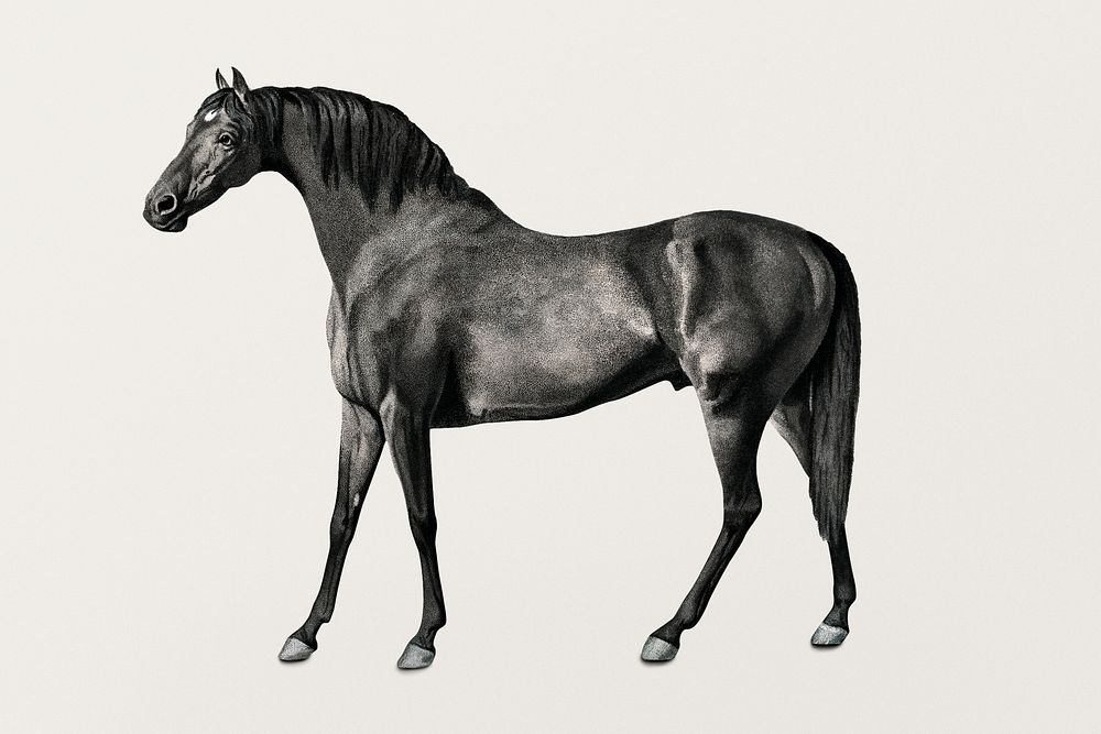 Vintage horse illustration, remixed from artworks by George Stubbs