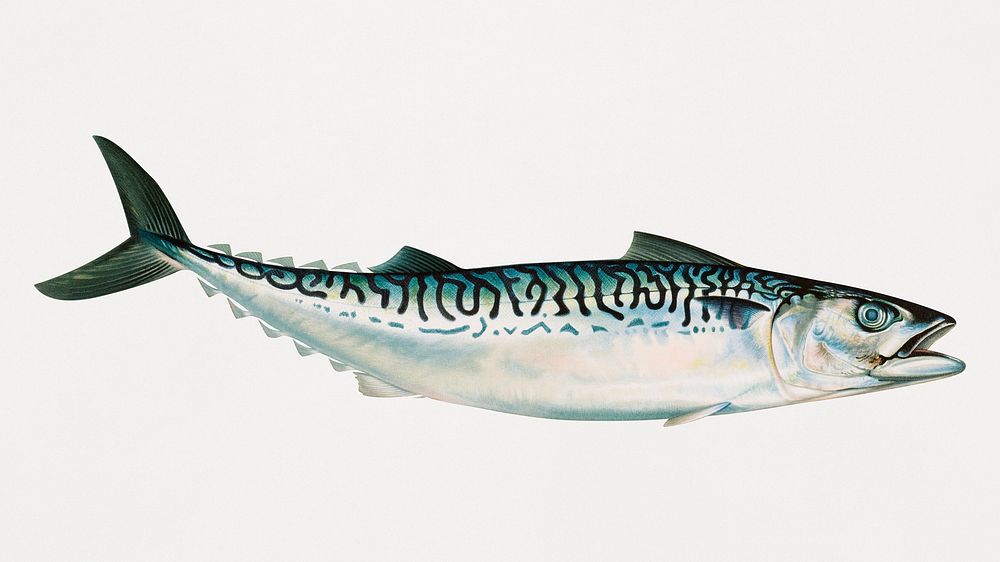 Vintage Mackerel fish illustration