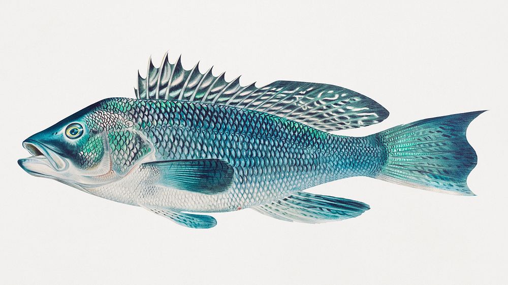 Vintage Walleye fish illustration