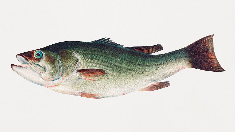 Vintage Largemouth Bass illustration