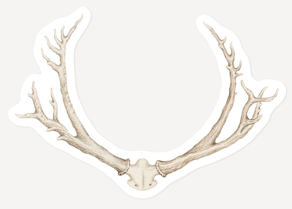 Vintage hand drawn deer antlers sticker with white border