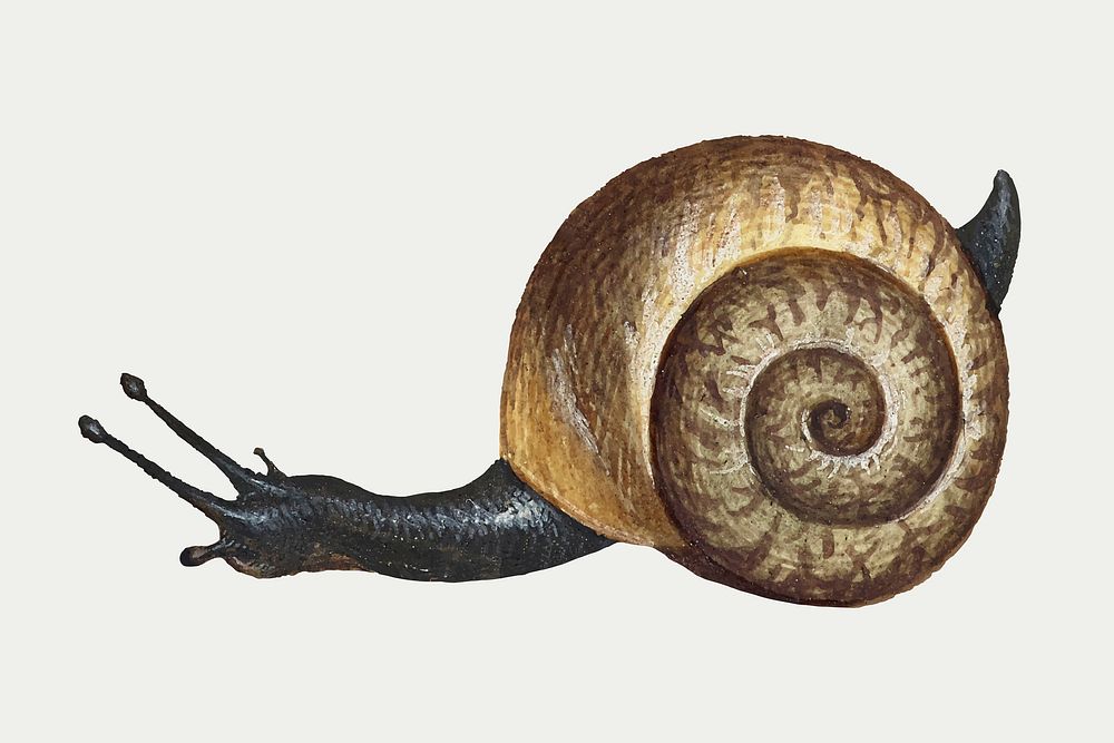 Hand drawn vintage snail vector