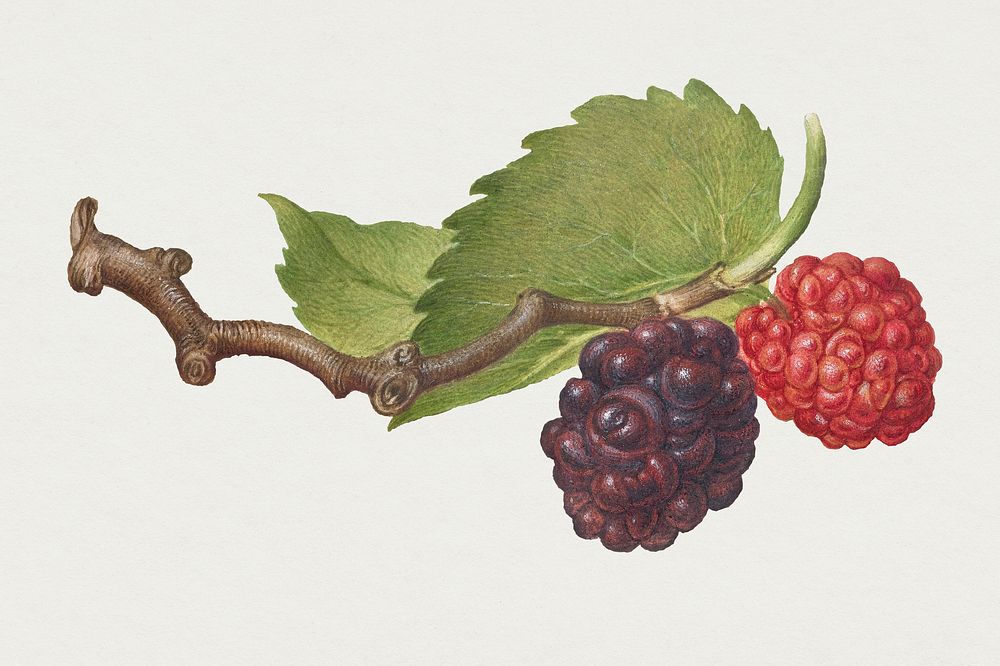 Vintage blackberry fruit hand drawn illustration