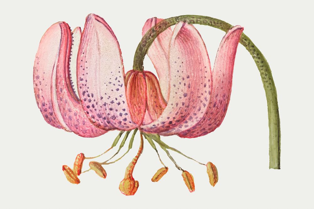 Martagon lily flower vector botanical illustration
