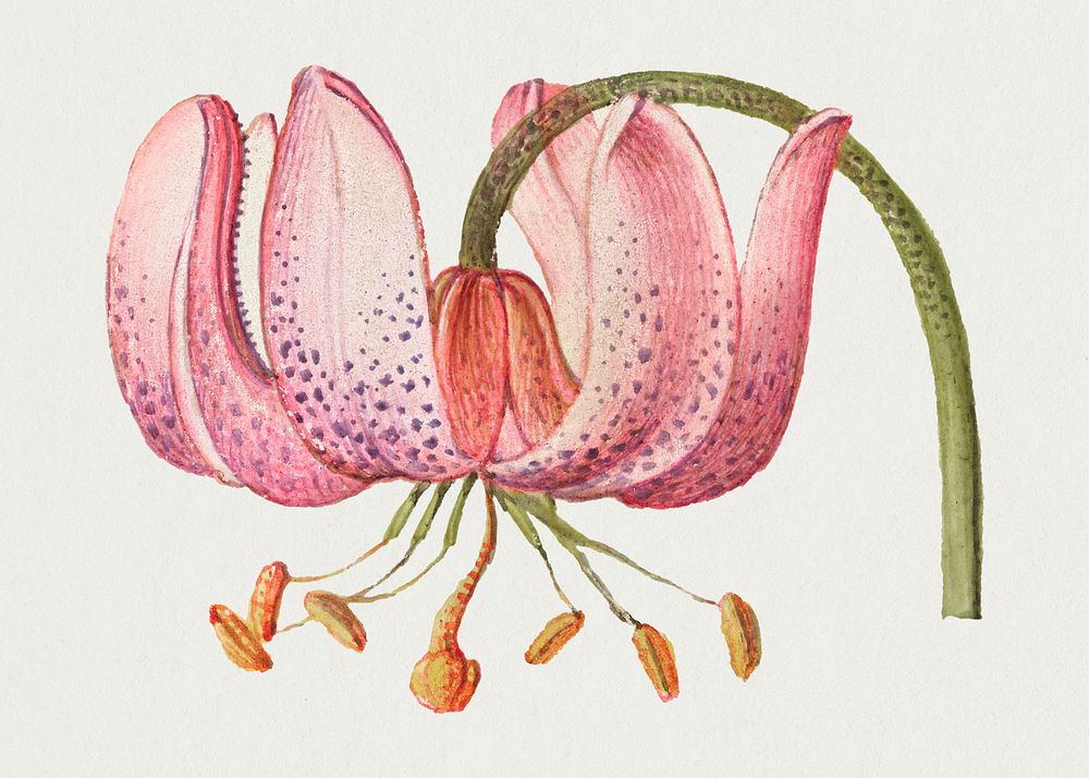 Martagon lily flower botanical illustration