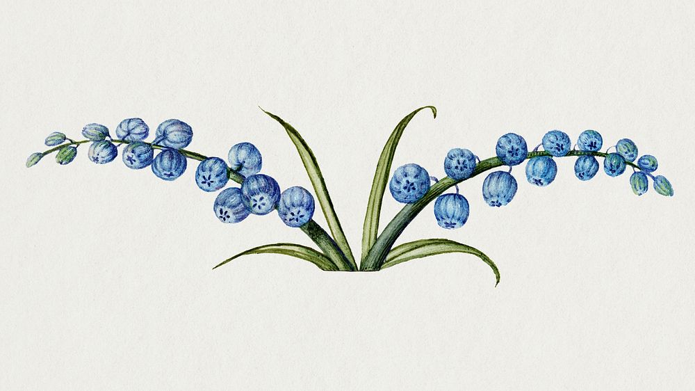 Grape hyacinth flower hand drawn illustration