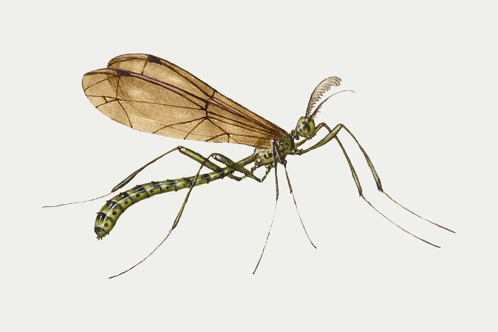 Vector hand drawn crane fly insect