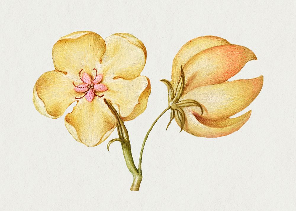 Vintage yellow hellebores blooming illustration
