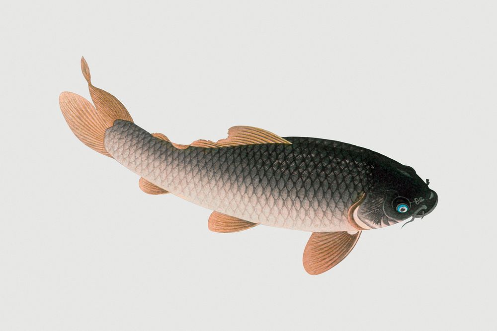 Common carp fish design element