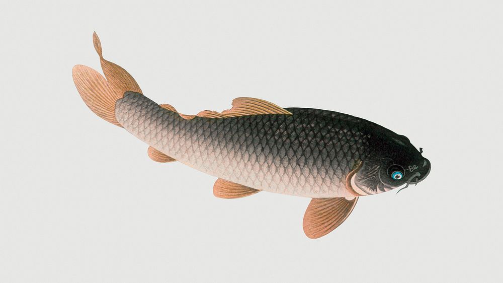 Common carp fish design element