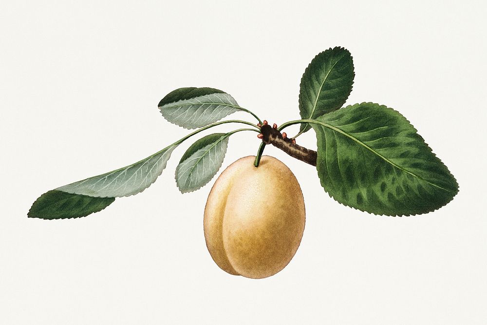 Yellow plum on a branch vintage illustration