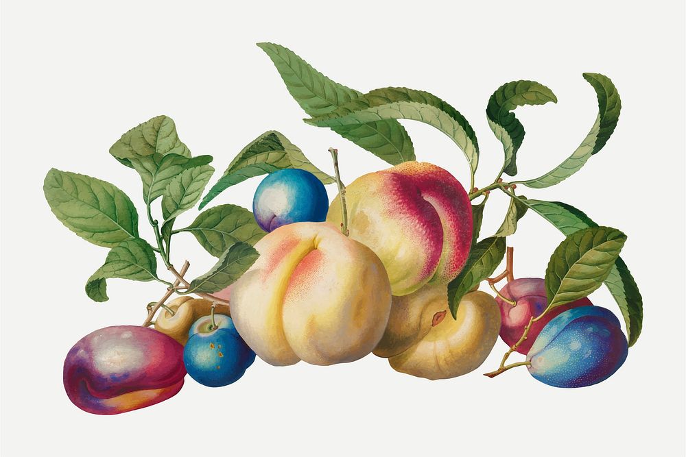 Peaches and plums still life illustration