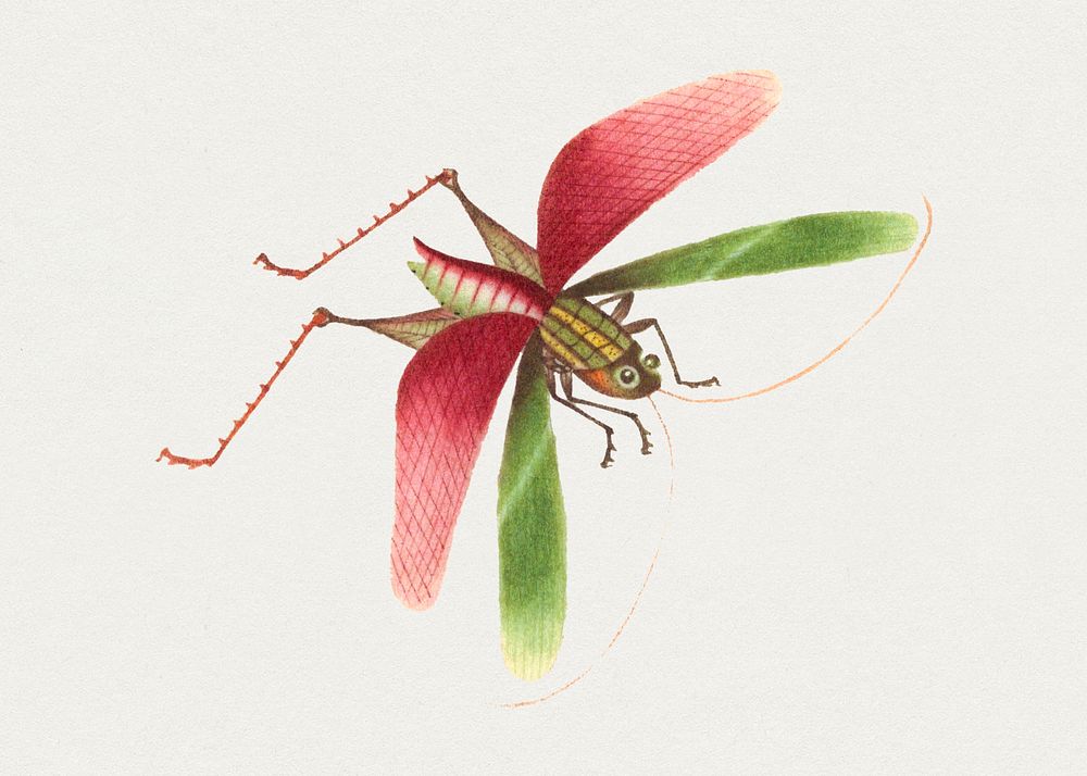 Psd single grasshopper vintage illustration