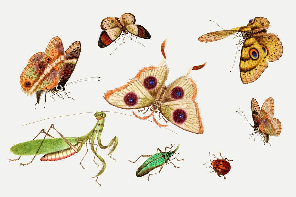 Butterfly, moth, mantis and bug vector vintage drawing collection