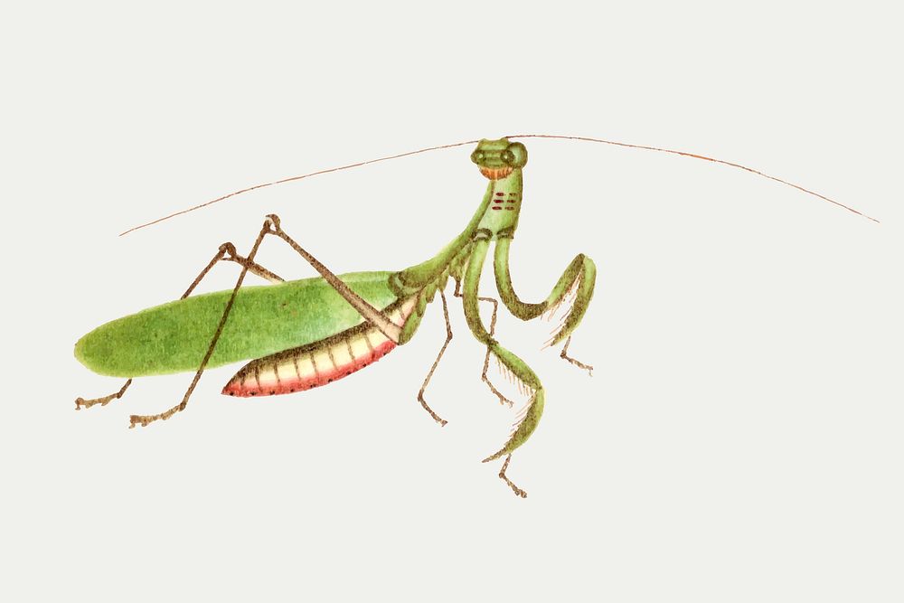 Green praying mantis vector vintage illustration