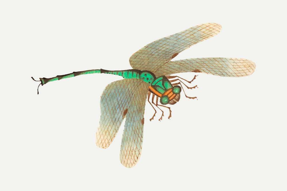 Single green dragonfly vector vintage drawing