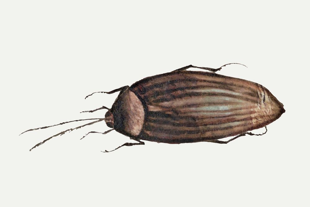 Single brown bug vector vintage drawing