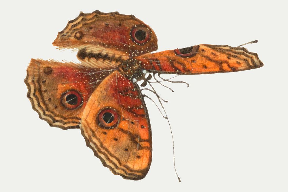 Single moth with eyespots vector vintage illustration