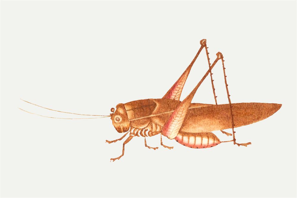 Brown grasshopper vector vintage illustration