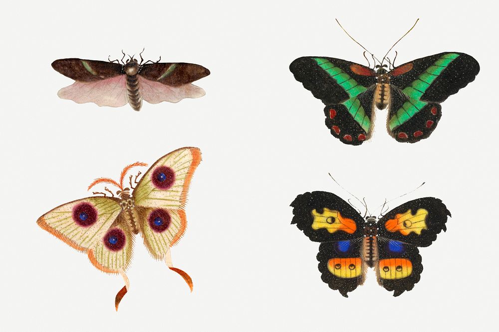 Psd butterflies, moth and insect vintage drawing collection