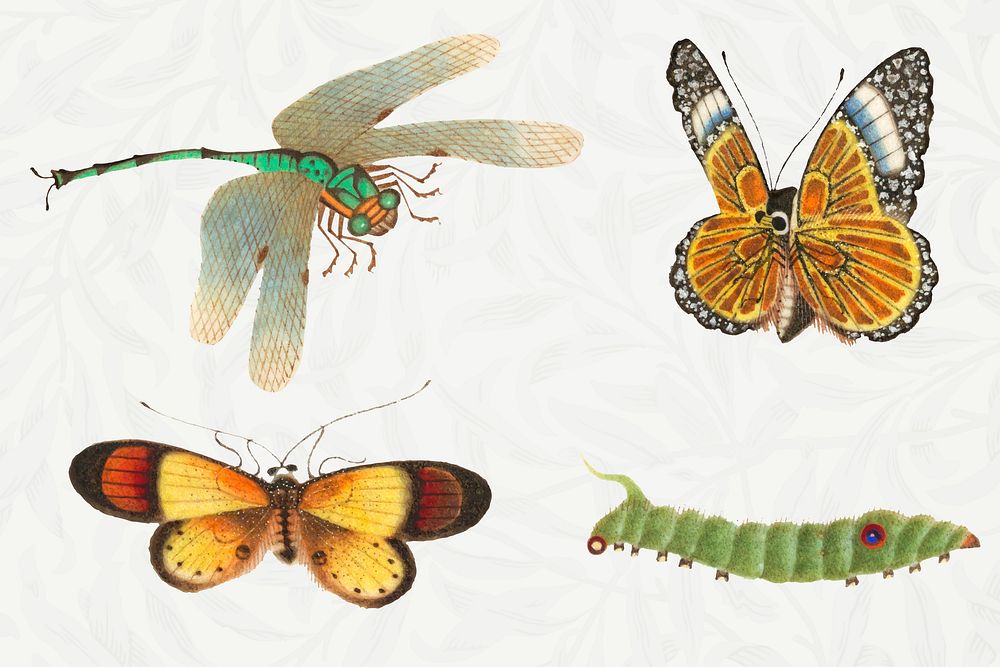 Butterflies, dragonfly and caterpillar vector vintage illustration set