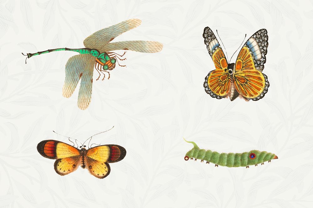 Butterflies, dragonfly and caterpillar vintage illustration set