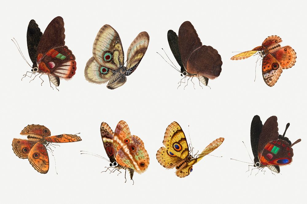 Moth and butterfly psd vintage illustration set