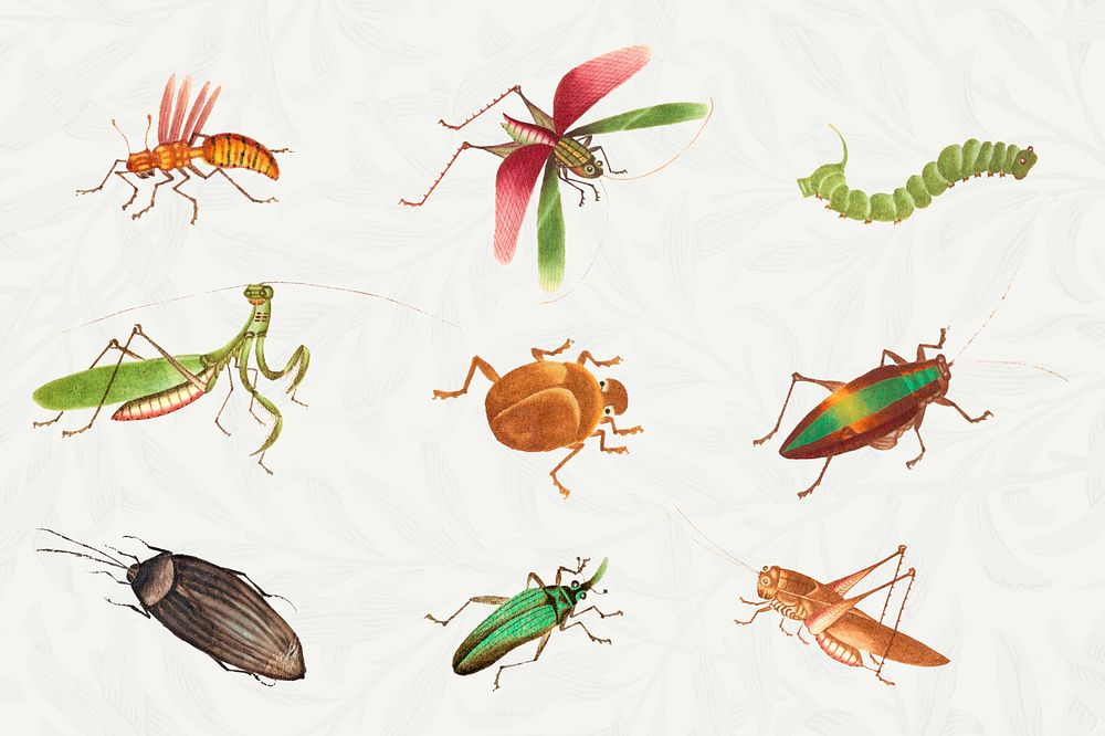 Insect vintage illustration psd set