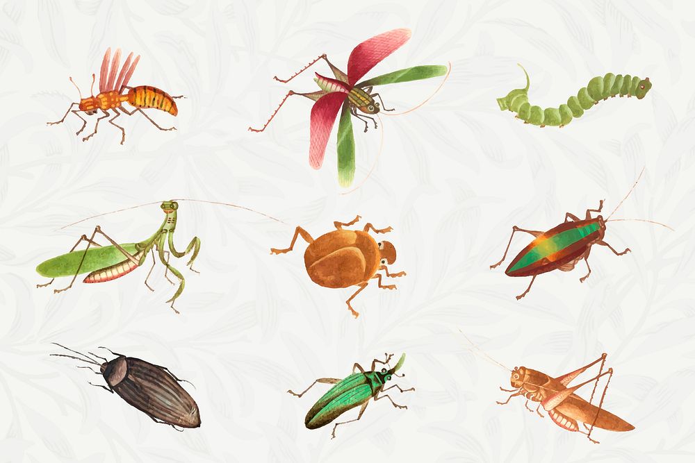 Insect vintage illustration set vector