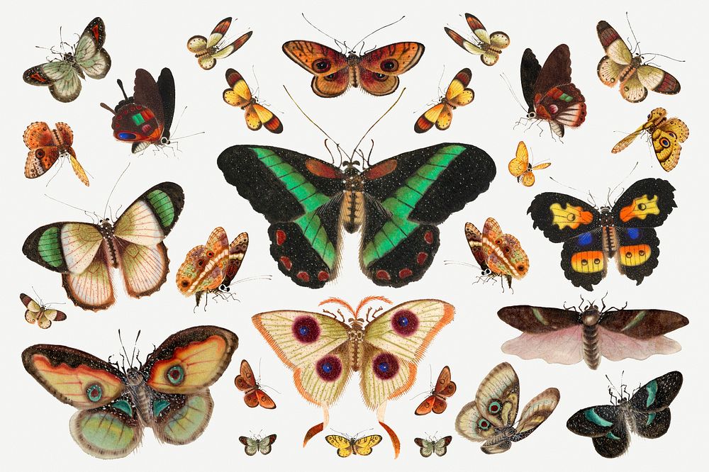 Butterfly and moth insect vintage illustration set
