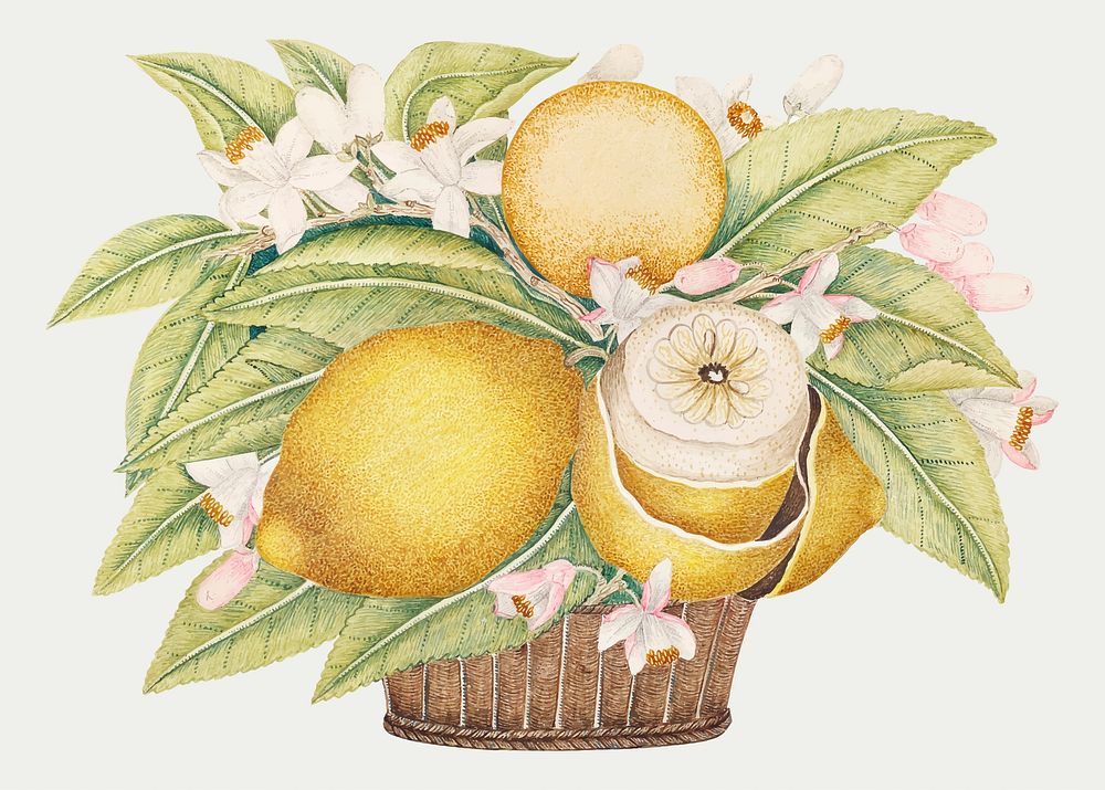 Lemons and blossoms in a basket vector, remixed from the 18th-century artworks from the Smithsonian archive.