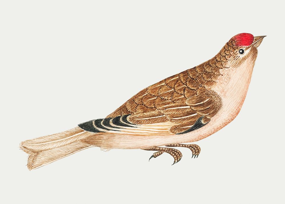 Vintage bird vector illustration, remixed from the 18th-century artworks from the Smithsonian archive.