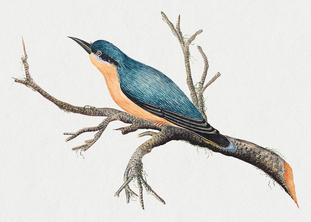 Blue bird on a branch psd, remixed from the 18th-century artworks from the Smithsonian archive.