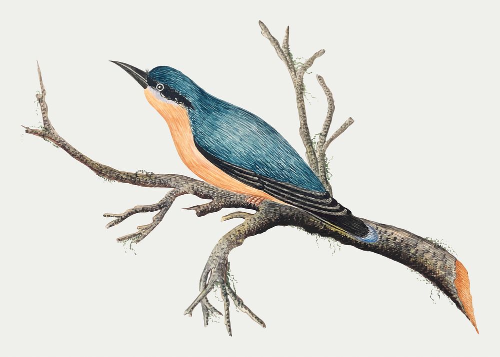 Blue bird on a branch vector, remixed from the 18th-century artworks from the Smithsonian archive.