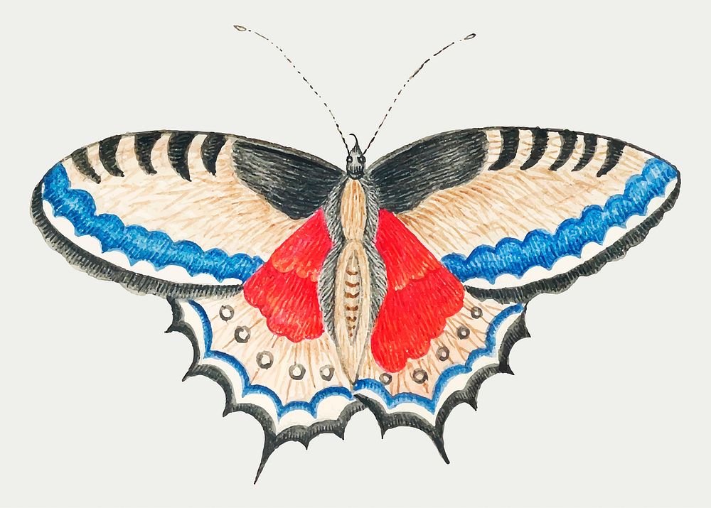Butterfly vector, remixed from the 18th-century artworks from the Smithsonian archive.