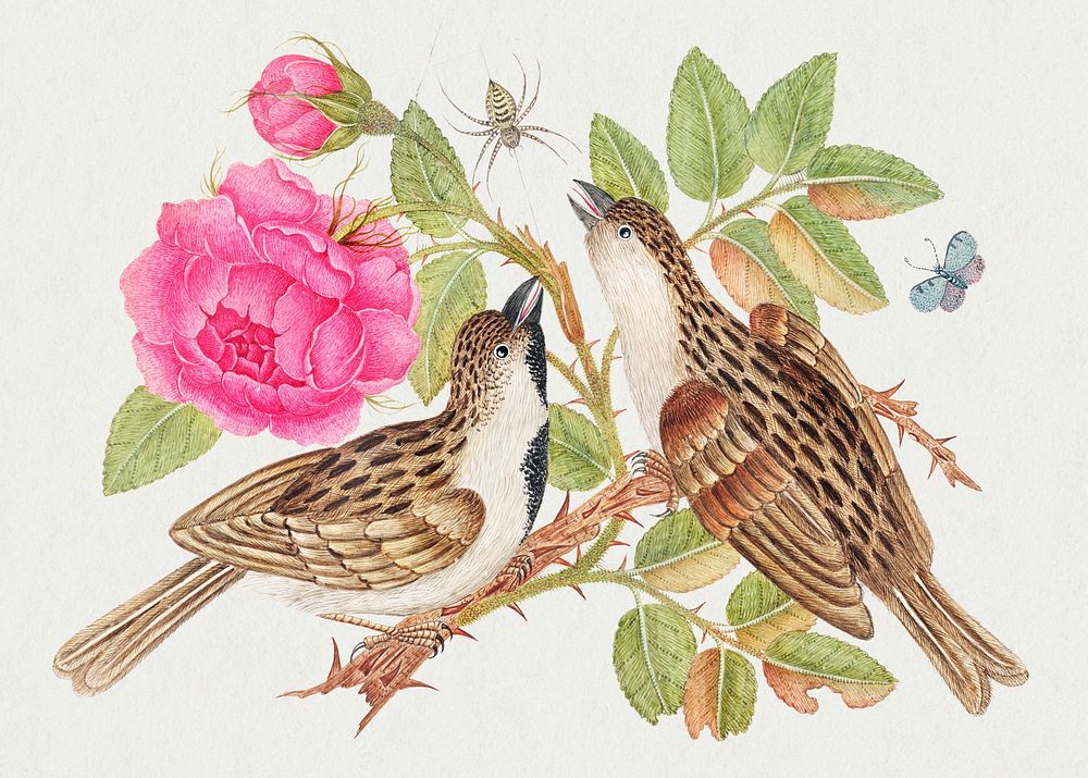 Vintage birds and roses psd illustration, remixed from the 18th-century artworks from the Smithsonian archive.