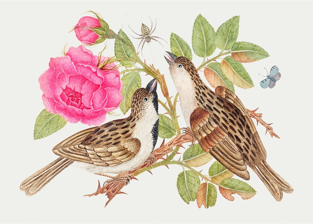 Vintage birds and roses vector illustration, remixed from the 18th-century artworks from the Smithsonian archive.