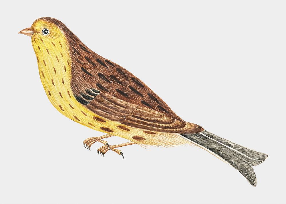 Brown and yellow bird vector, remixed from the 18th-century artworks from the Smithsonian archive.